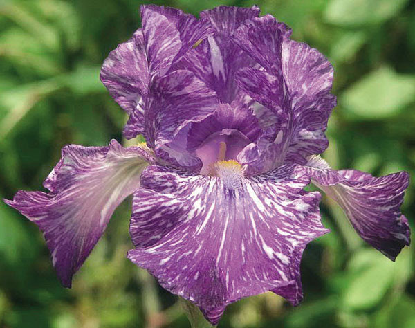 園芸ネット本店｜ジャーマンアイリス：パープルストレーカー3.5号