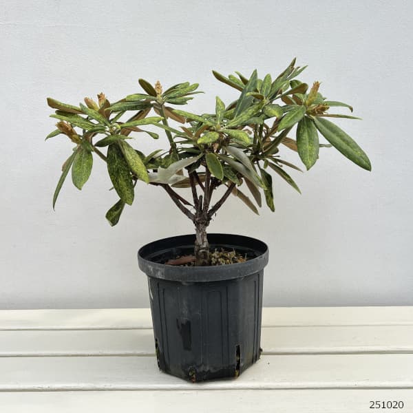 日本シャクナゲ：五頭錦（斑入）石楠花6号ポット