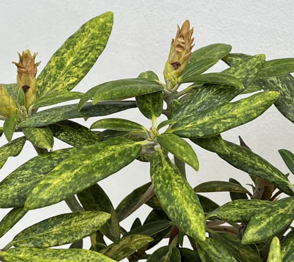 日本シャクナゲ：五頭錦（斑入）石楠花6号ポット