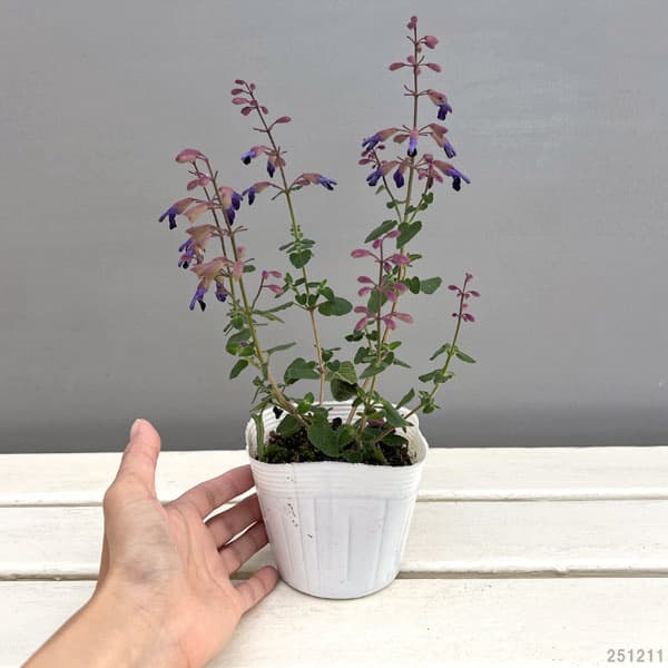 サルビア：セミアトラータ（ウィンターセージ）3.5号ポット