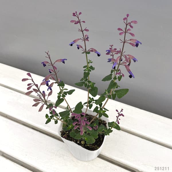 サルビア：セミアトラータ（ウィンターセージ）3.5号ポット