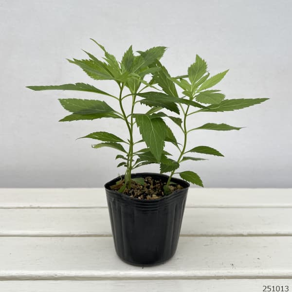 フジバカマ:白花3号ポット