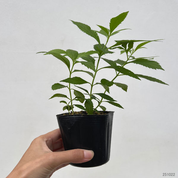 フジバカマ:白花3号ポット