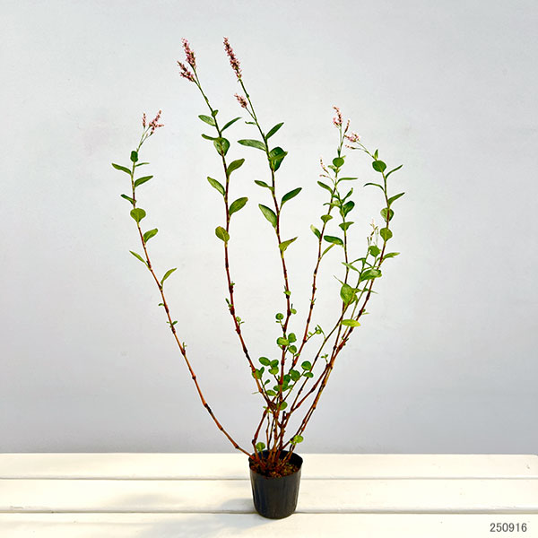 タデアイ(蓼藍・アイタデ)2.5-3号ポット