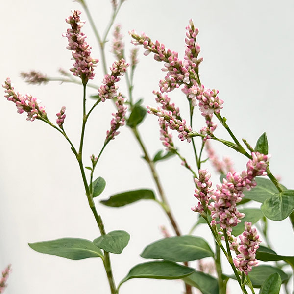 タデアイ(蓼藍・アイタデ)2.5-3号ポット