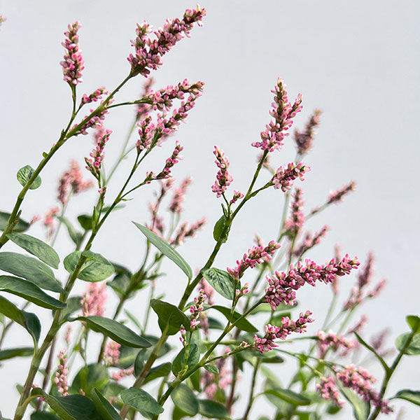 タデアイ(蓼藍・アイタデ)2.5-3号ポット