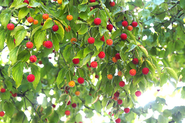 ヤマボウシ：ロングデイズ6号ポット