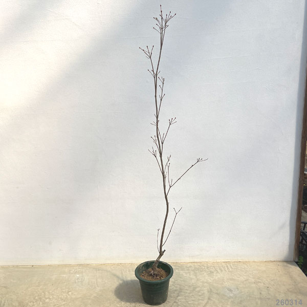 ヤマボウシ：ロングデイズ6号ポット