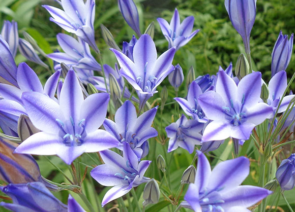 ブローディア(トリテレイア):ルディ5球入り