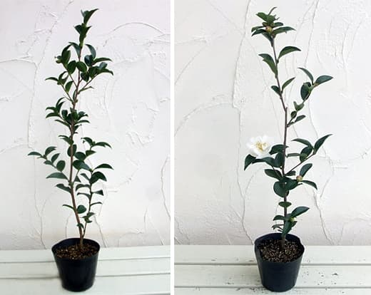 サザンカ(山茶花):朝倉5号ポット