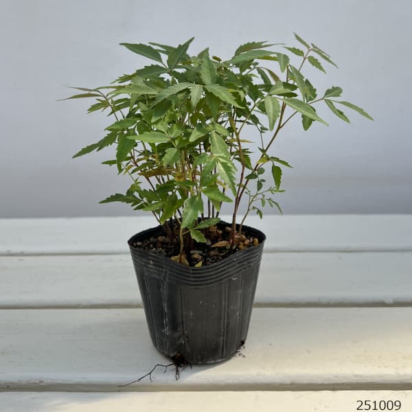 ハゼ(ハゼノキ)実生林2.5号ポット