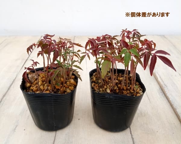 ハゼ(ハゼノキ)実生林2.5号ポット