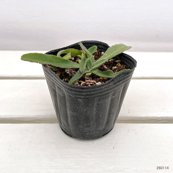 アルカネット(アンチューサ オフィシナリス)3号ポット