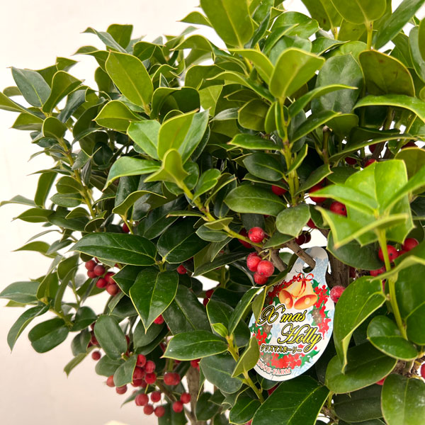 クリスマスホーリー4号鉢植え　高さ約30cm