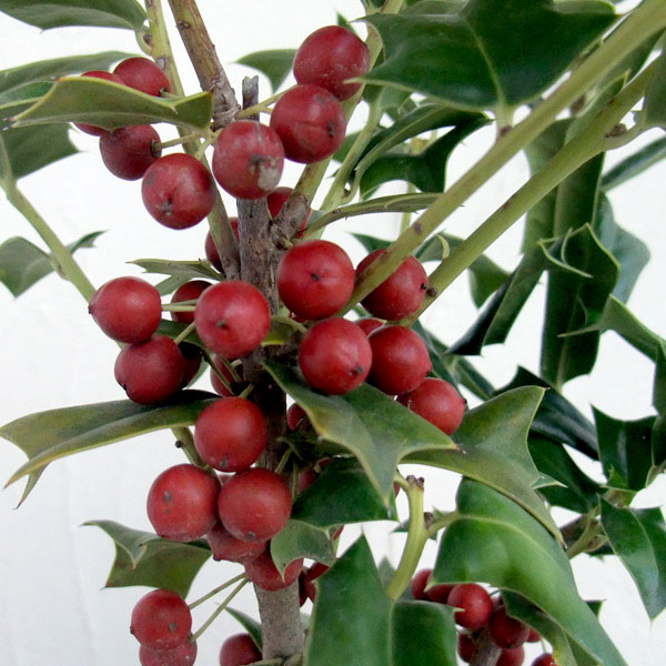 [25年10月中下旬予約]クリスマスホーリー4号鉢植え　高さ約30cm