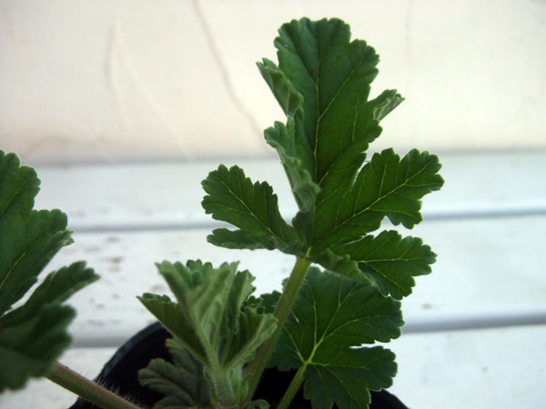 ニオイゼラニウム：シェルブランドローズ3号ポット