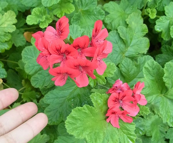 ニオイゼラニウム：シェルブランドローズ3号ポット