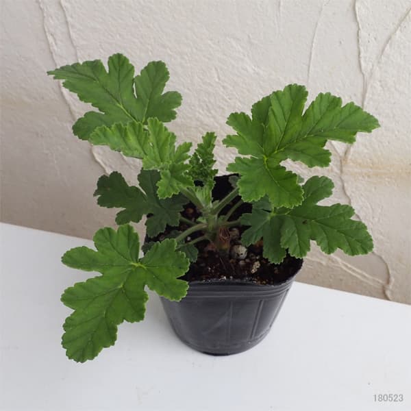 ニオイゼラニウム：シェルブランドローズ3号ポット