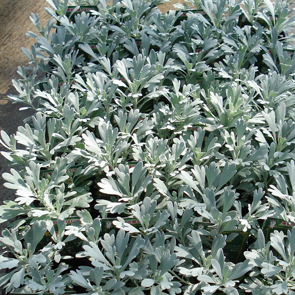 木百香（モクビャッコウ）3号ポット28株セット