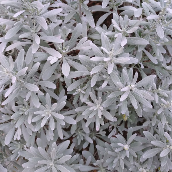 木百香（モクビャッコウ）3号ポット28株セット