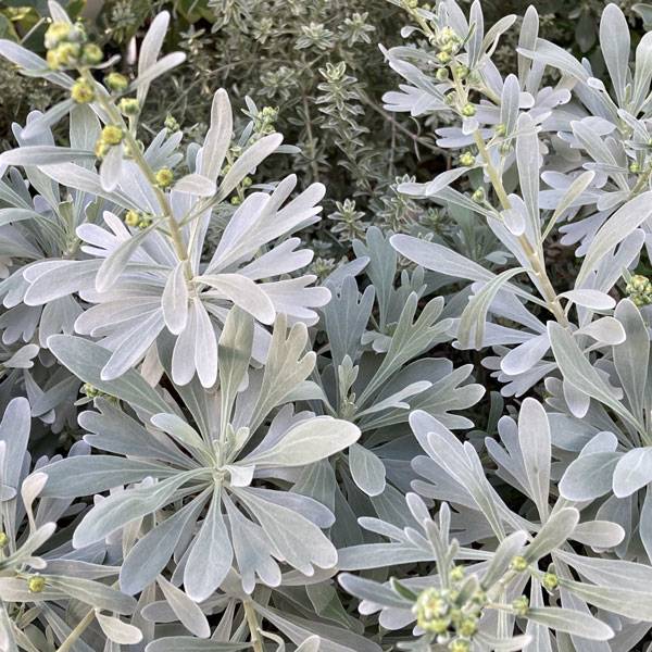 木百香（モクビャッコウ）3号ポット28株セット