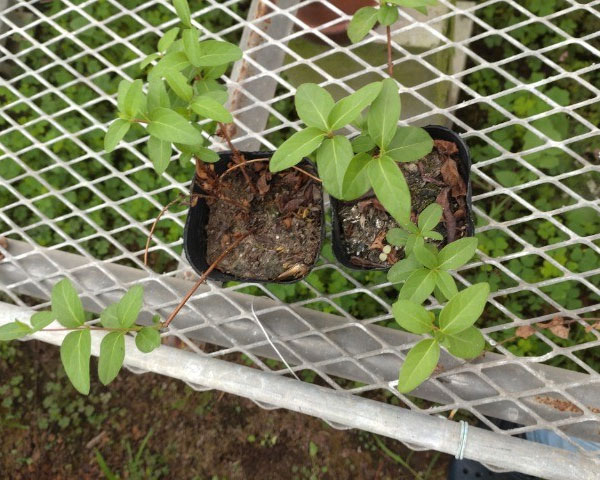 スイカズラ（ロニセラ　ジャポニカ）3号ポット