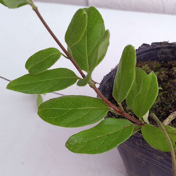 スイカズラ（ロニセラ　ジャポニカ）3号ポット