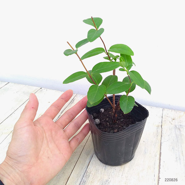 スイカズラ（ロニセラ　ジャポニカ）3号ポット