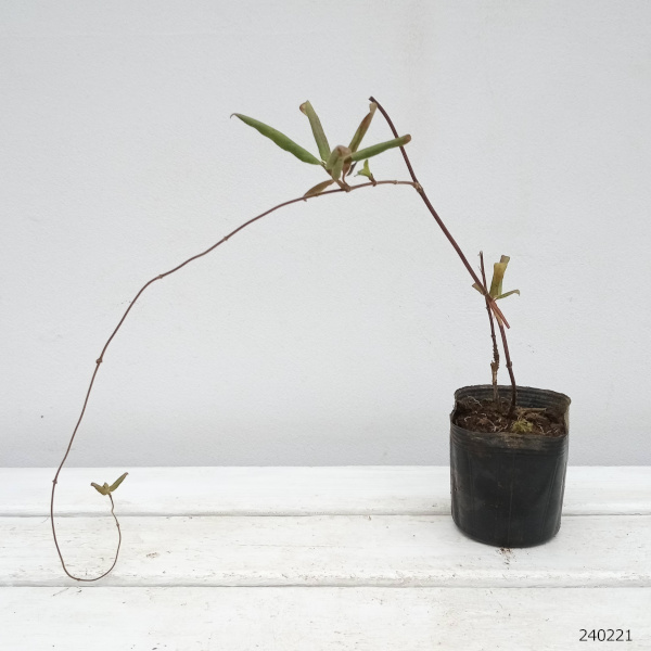 スイカズラ（ロニセラ　ジャポニカ）3号ポット