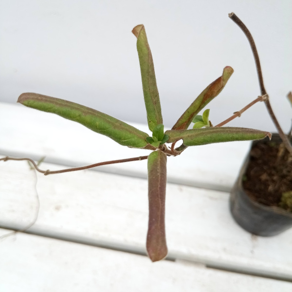 スイカズラ（ロニセラ　ジャポニカ）3号ポット