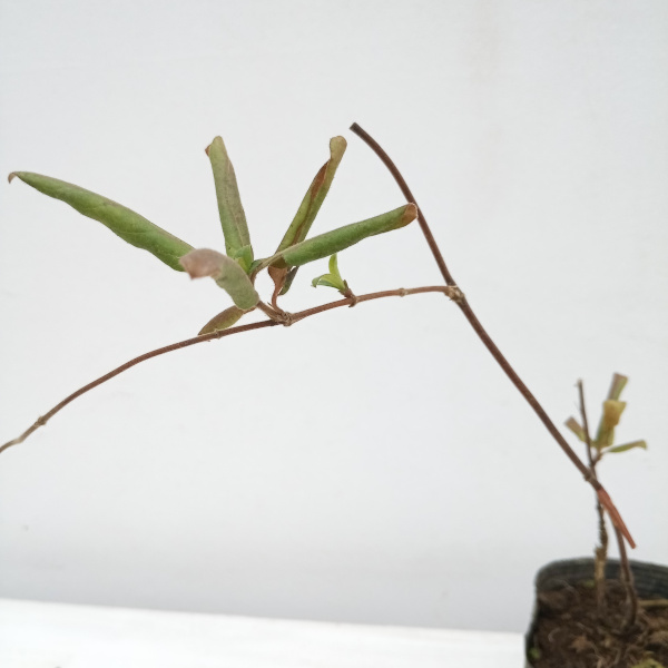 スイカズラ（ロニセラ　ジャポニカ）3号ポット