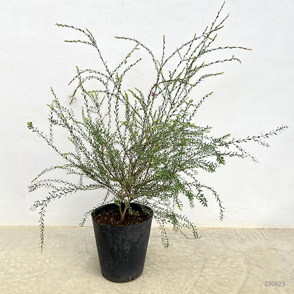 メラレウカ(メラウニカ):タイムハニーマータル7号ポット