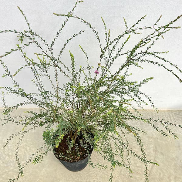 メラレウカ(メラウニカ):タイムハニーマータル7号ポット