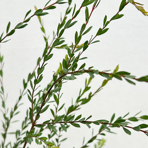 メラレウカ(メラウニカ):タイムハニーマータル7号ポット