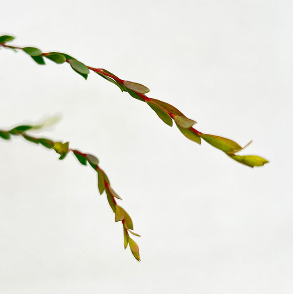 メラレウカ(メラウニカ):タイムハニーマータル7号ポット