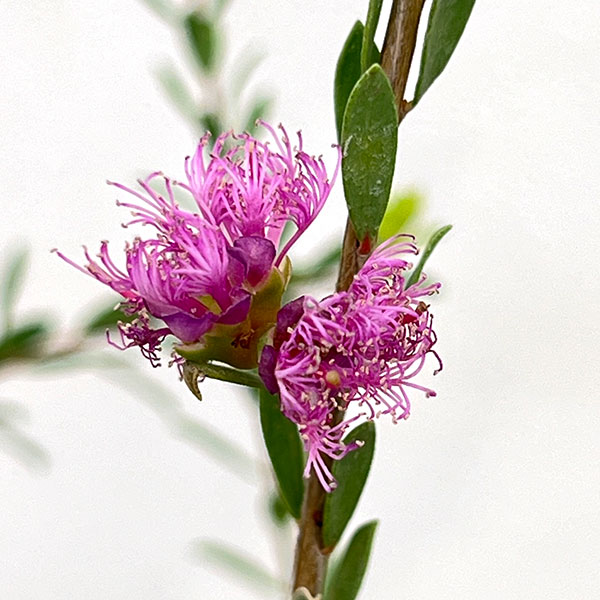 メラレウカ(メラウニカ):タイムハニーマータル7号ポット