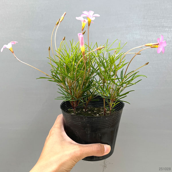 オキザリス：ペンタフィラ3.5号ポット