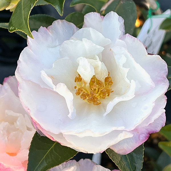 サザンカ：秋月（あかつき）4号ポット