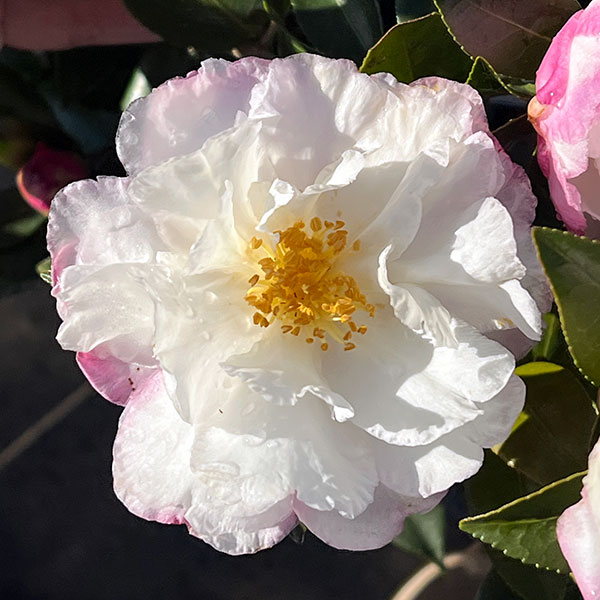 サザンカ：秋月（あかつき）4号ポット