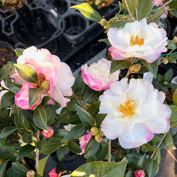 サザンカ：秋月（あかつき）4号ポット