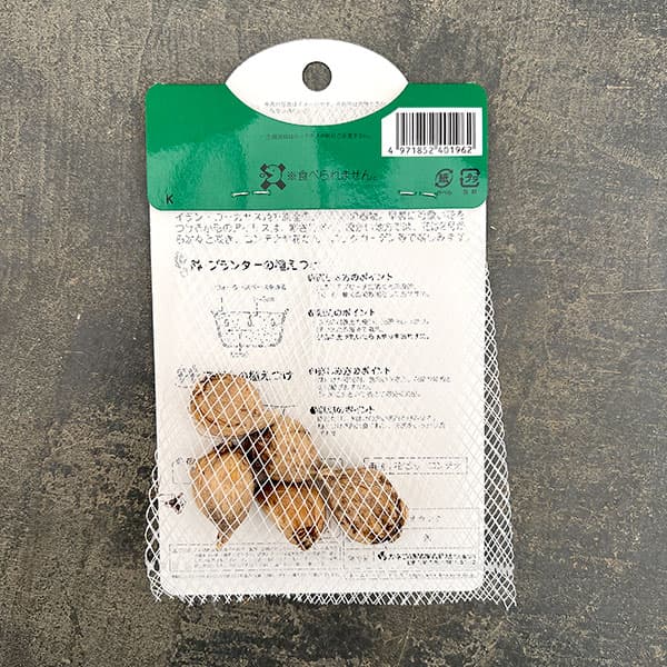 アイリス（ミニ）：キャサリンホドキン5球入り