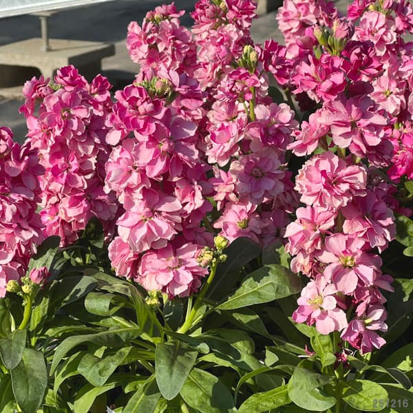 ストック：キスミーサーモン（濃ピンク）3-3.5号ポット