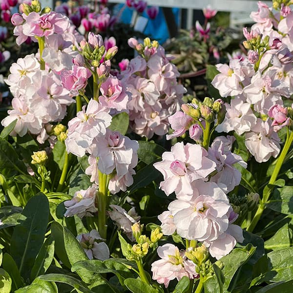 ストック：キスミーチェリー3～3.5号ポット 2株セット