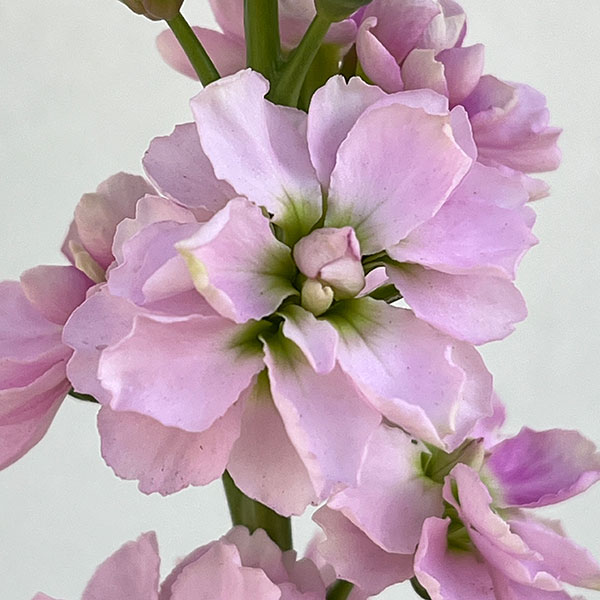 ストック：キスミーチェリー（淡ピンク）3-3.5号ポット