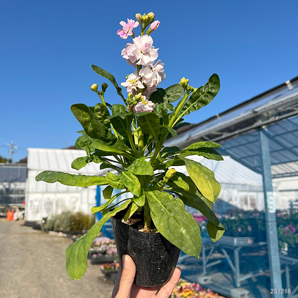 ストック：キスミーチェリー3～3.5号ポット 2株セット