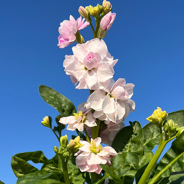 ストック：キスミーチェリー3～3.5号ポット 2株セット