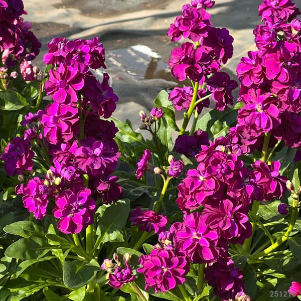 ストック：キスミーバイオレット3-3.5号ポット