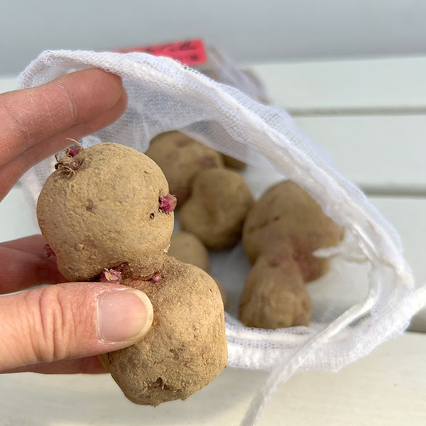 ジャガイモの種いも：アンデスレッド（アンデス赤）1kg入り