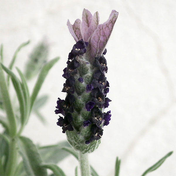 3点おまとめラベンダー 園芸ネット本店｜フレンチラベンダー：南の輝き3号ポット12株セット の