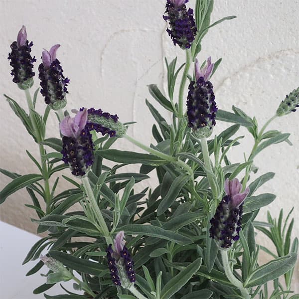 フレンチラベンダー：南の輝き3号20株セット の通販 | 園芸ネット 